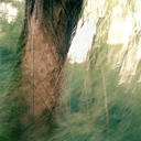 hawaiitreetrunkflash37886-3.jpg